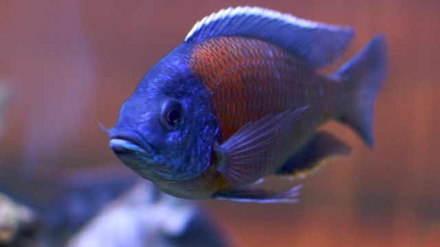 femalefishdevelopsmaleorgans;impregnatesself